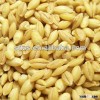 organic malt berley for beer with good quality competitive price