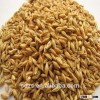 Ukraine barley