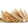 We can supply barley with large quantity instead of corn purpose