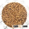 Yantai Zhongsheng Import& Export good supply of Russian Feed barley for animal the crop of 2014