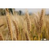 100% pure Canadian malt barley supplier