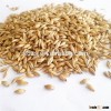 Animal feed barley with good quality &cheap price