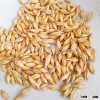 2015 New crop Ukraine animal feed barley