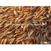 High Quality Healthy Organic Barley Seeds FOR SALE