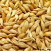 Australian barley malt for sale