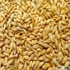 barley seeds of Ukraine origin for animal feed