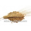 Australia high quality barley malt for sale