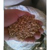 Food grade barley seed with large quality