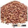 polished raw buckwheat / Organic buckwheat