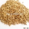 First class superior quality animal feed barley