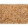 Asian Wheat Grains for sale at affordable and competitive price