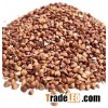 Roasted Buckwheat