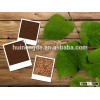 roasted buckwheat kernel with high quality