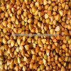 High Quality raw Sweet Buckwheat price