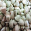 Raw Buckwheat kernels