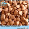 2013 organic buckwheat huller, husker and sheller, wild buckwheat rhizome p.e China, Inner Mongolia