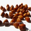 organic roasted buckwheat kernel