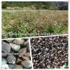 Chinese origin raw buckwheat