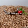 Roasted sweet raw buckwheat hulled buckwheat kernel
