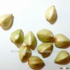 hulled buckwheat/buckwheat kernel