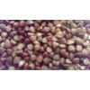 Buckwheat