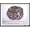 Hot Sale Sweet Buckwheat 2012