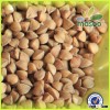 2015 new crop buckwheat,could provide buckwheat seed/roasted buckwheat
