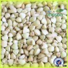 2015 China green buckwheat,hot sale buckwheat kernel/green buckwheat