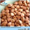 buckwheat investment project of buckwheat processing