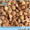 Premium China buckwheat,roasted buckwheat From Dalian