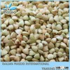 China hulled buckwheat kernel & roasted and raw buckwheat for sale.