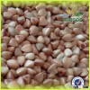 China 2014 new crop Chinese Roasted Buckwheat Kernels