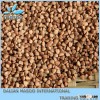 China buckwheat,roasted and raw buckwheat for sale
