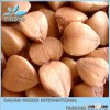 Roasted buckwheat kernels-Inner Mongolia 25 kg bag