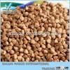 Roasted ,buckwheat, China,.Mongolia origin..../good quality!