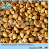 Chinese Good Quality New Corp on Sale Roasted Buckwheat kernel