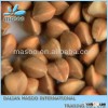 2013 new crop roasted buckwheat kernel organic Large PP bag