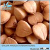 Kasha Buckwheat kernel hulled roasted buckwheat