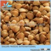 2013 new crop roasted buckwheat kernel Gold golden organic