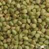 raw green buckwheat,low buckwheat price,roasted buckwheat