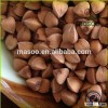 Buckwheat Type Raw+Roasted buckwheat hulls/husks