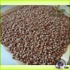 Hot sale Cheap buckwheat for sale 2015 new crop