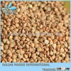 2013 No Chemical Pesticide roasted buckwheat kernel