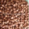 China buckwheat/ Crop 2012 New roasted or Hulled buckwheat