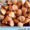Crop 2014 Grechka Hulled Roasted Buckwheat Kernel