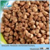 Certified Organic Hulled Roasted Buckwheat Groats