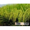 WHOLESALE CAMOLINO RICE 5% BROKEN