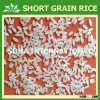 JAPONICA MEDIUM GRAIN RICE - WWW.VINARICE.VN