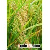 CALROSE MEDIUM GRAIN RICE - Ms Jane Whats app/Viber/ +84972499238 date 17/12