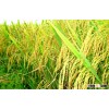 JAPONICA RICE NEW CROP 2014- HIGH QUALITY